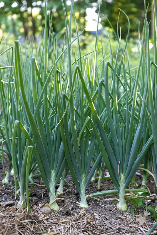 10 "Herb Lovers" Seeds Mix - Image 7