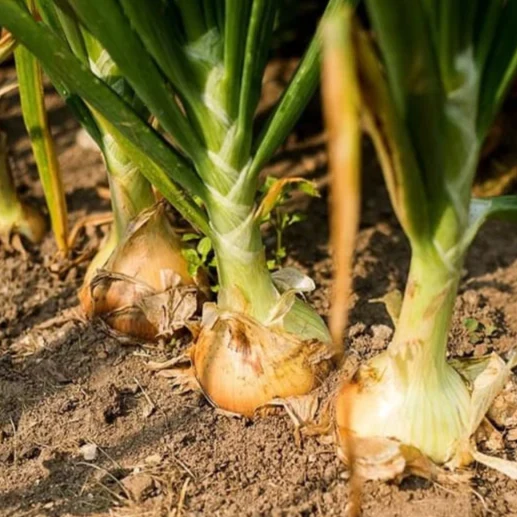 3 Colors Mix Onion Sets (Bulbs) - Image 5