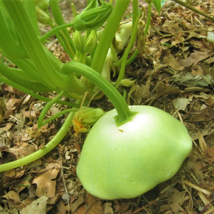 3 Colors Mix Patty Pan (Bush Scallop Squash) - Image 3