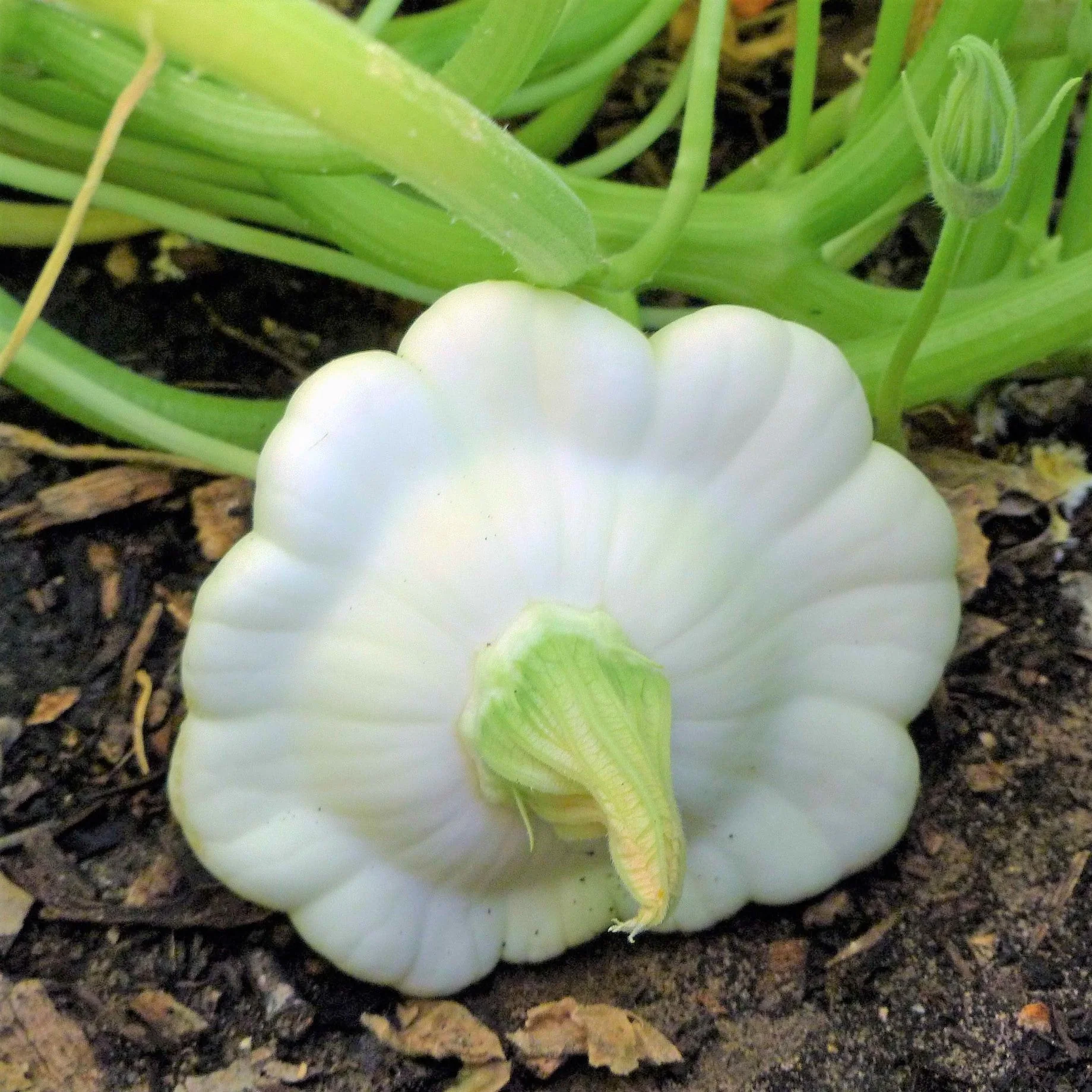 3 Colors Mix Patty Pan (Bush Scallop Squash) - Image 4