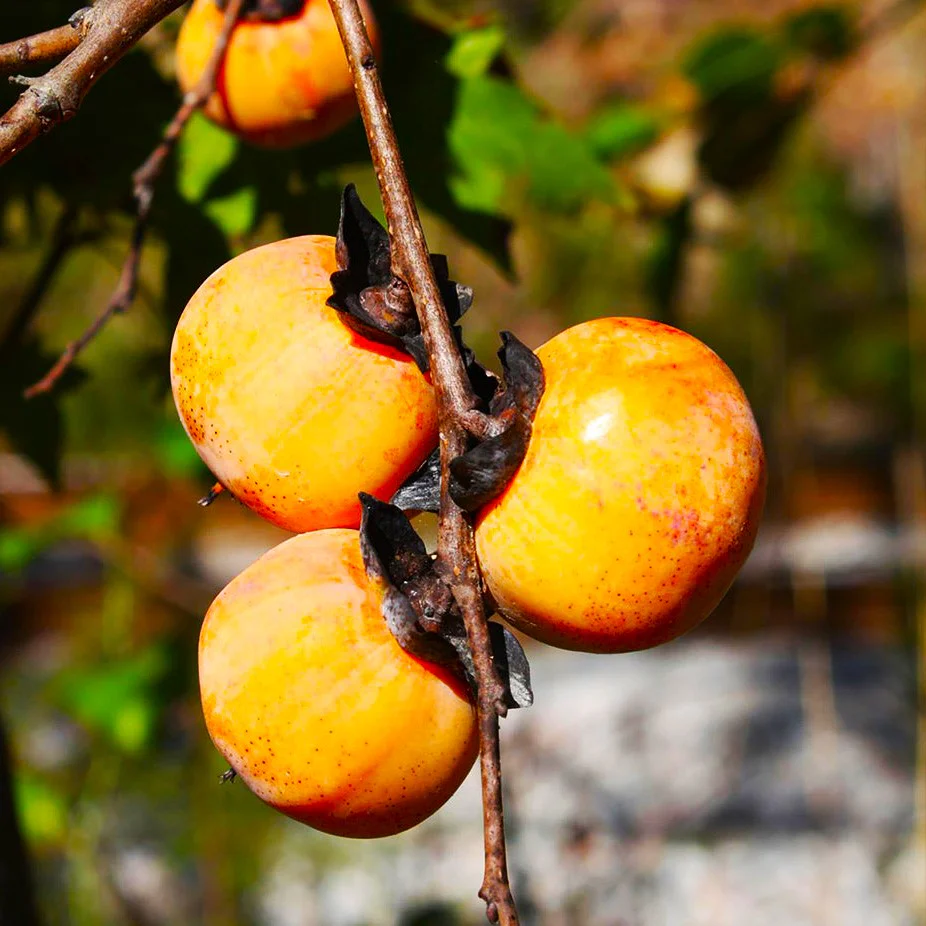 American Persimmon Tree - Image 3