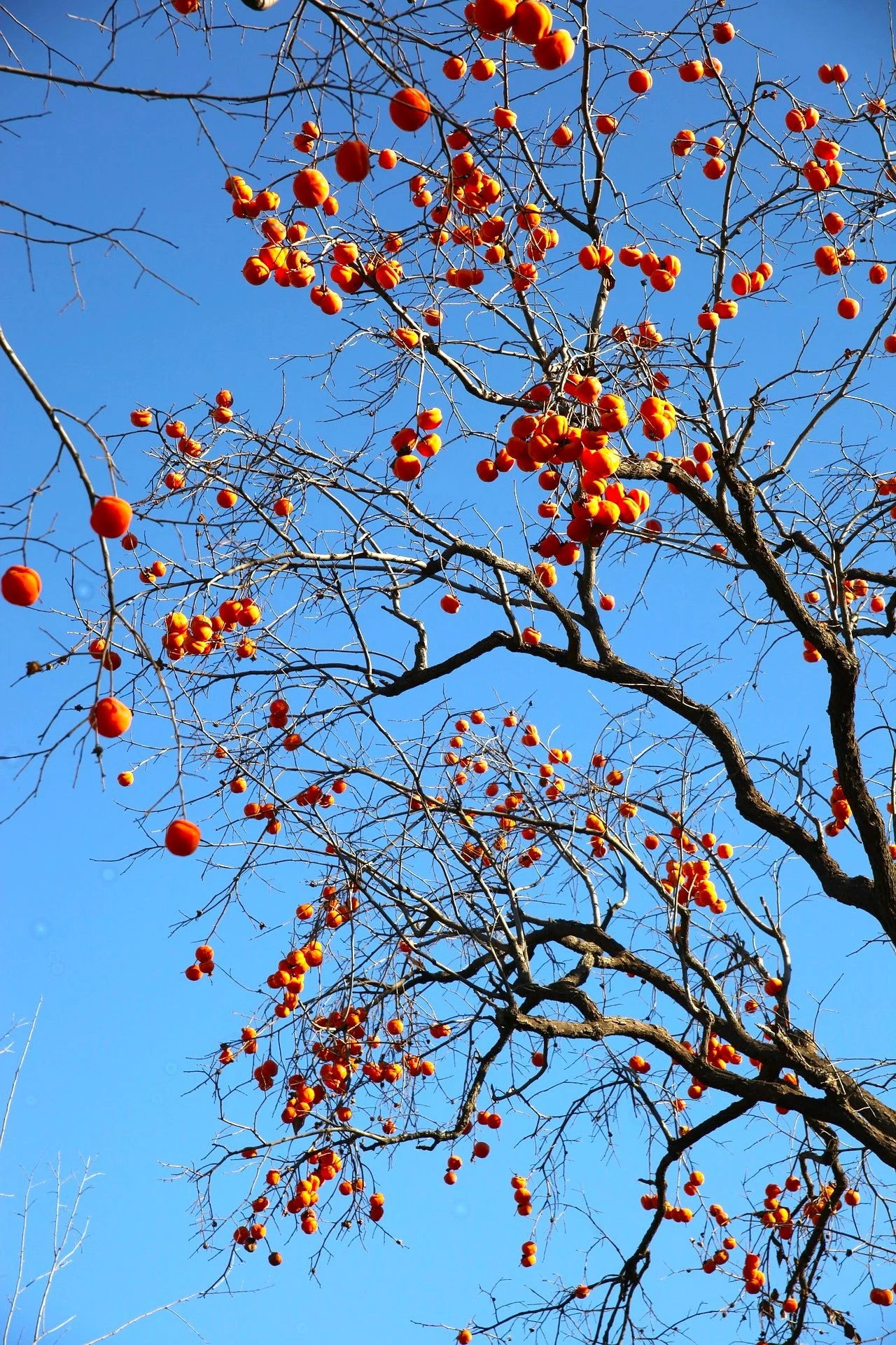 American Persimmon Tree - Image 7