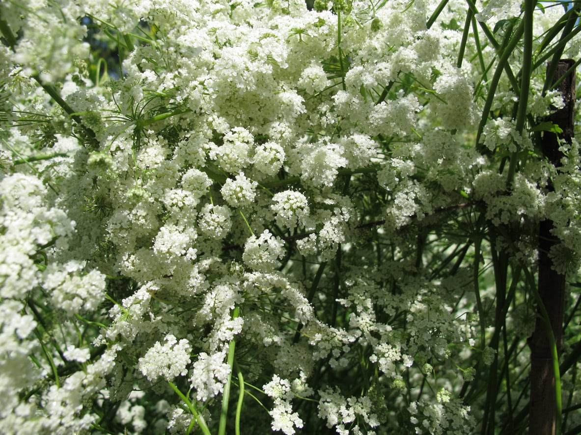 Anise - Image 2