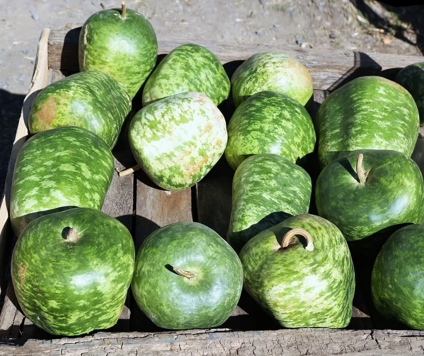 Apple Gourd - Image 4