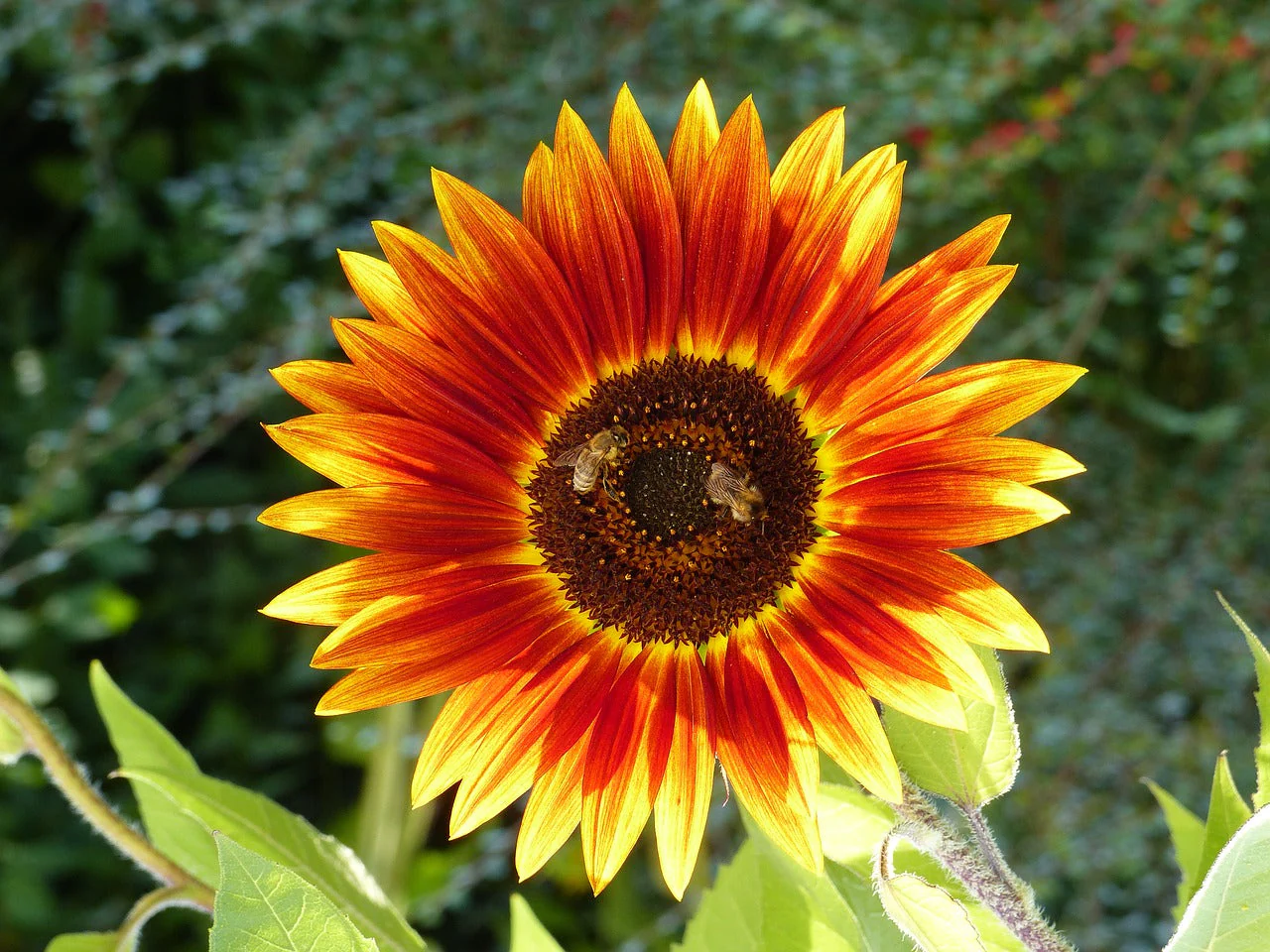 Autumn Beauty Sunflower - Image 3