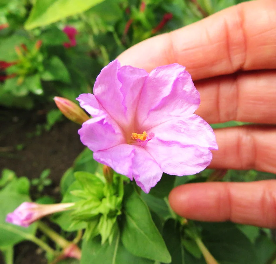 Baby Pink Four O' Clock - Image 8