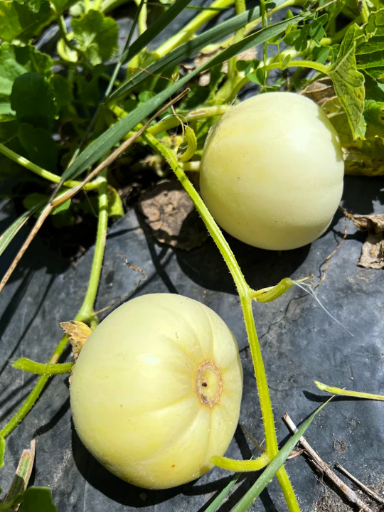 Bai Mibao Asian Melon - Image 4