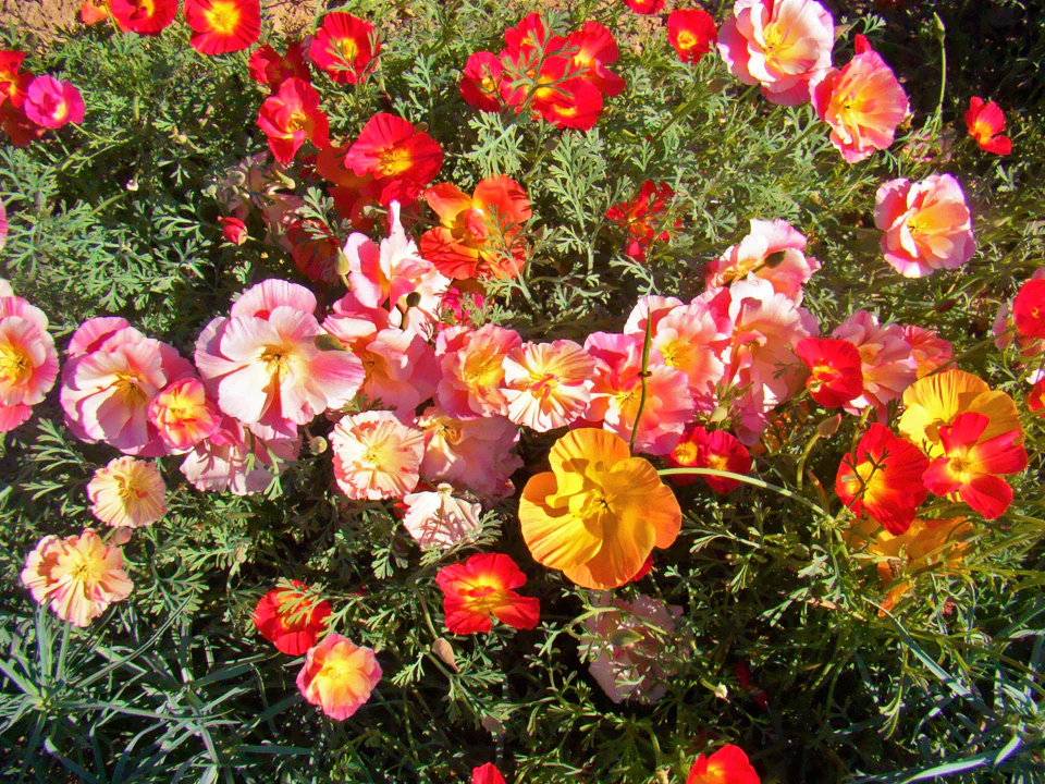 Ballerina Mix California Poppy - Image 7