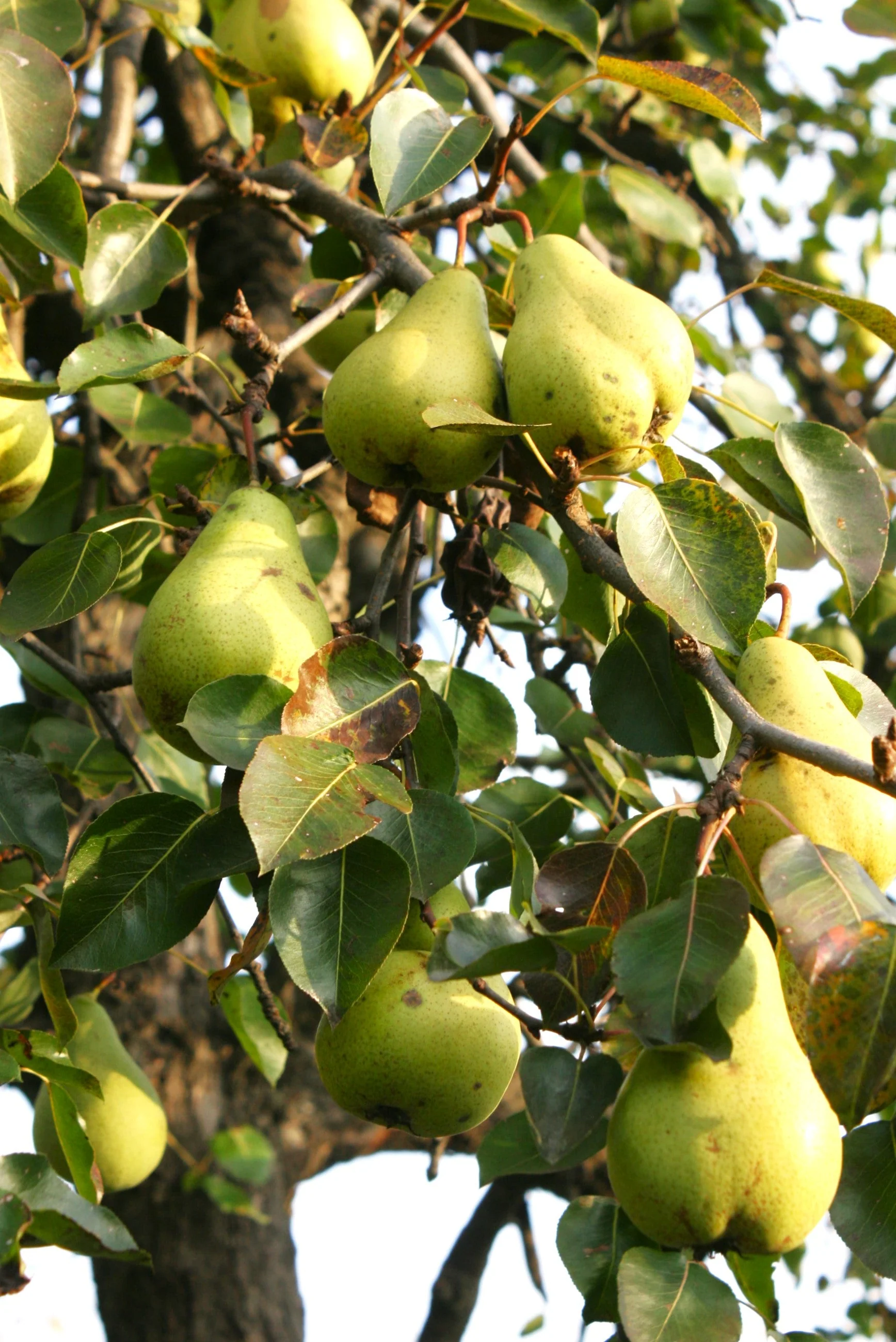 Bartlett Pear Tree - Image 3