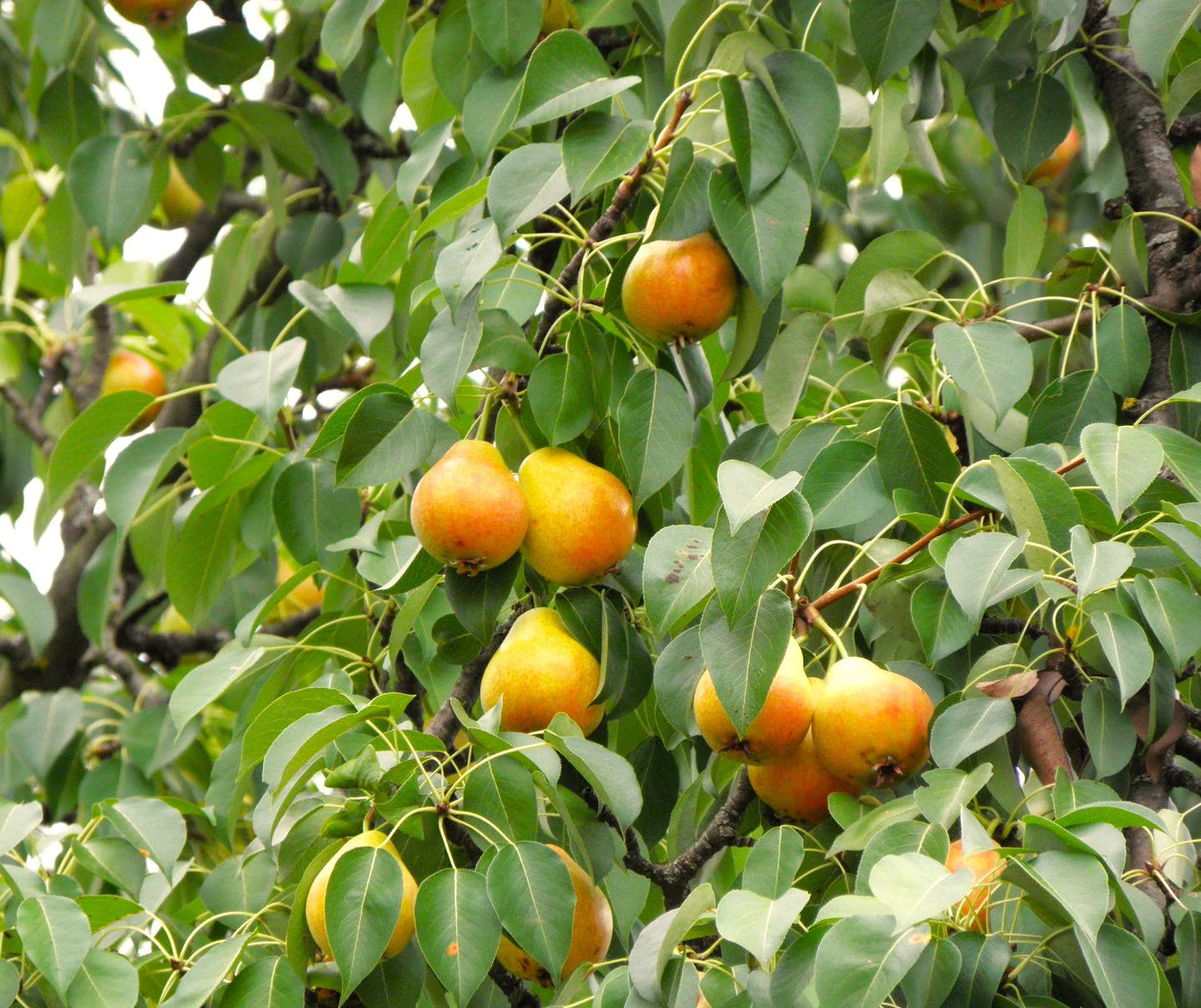 Bartlett Pear Tree - Image 4