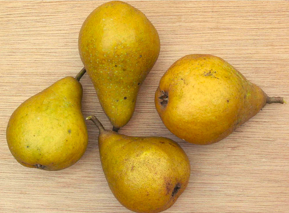 Bartlett Pear Tree - Image 6