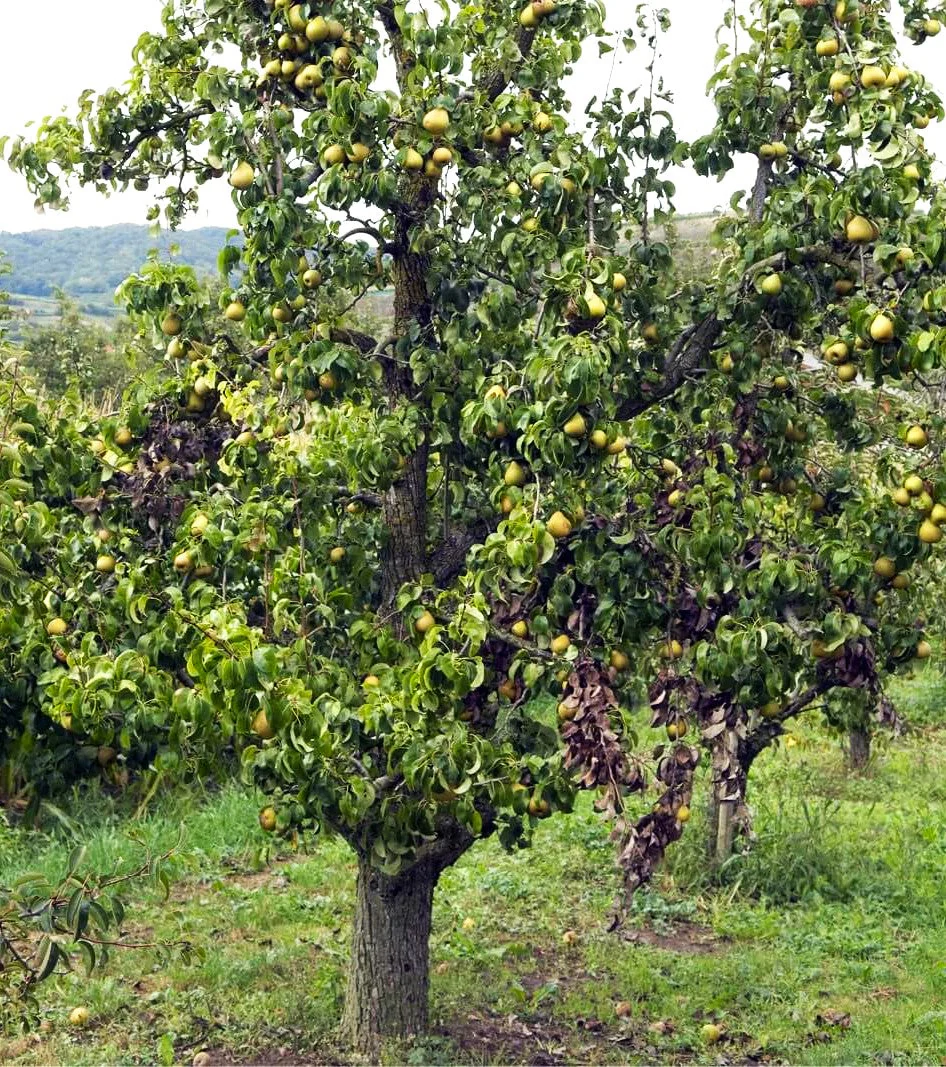 Bartlett Pear Tree - Image 7