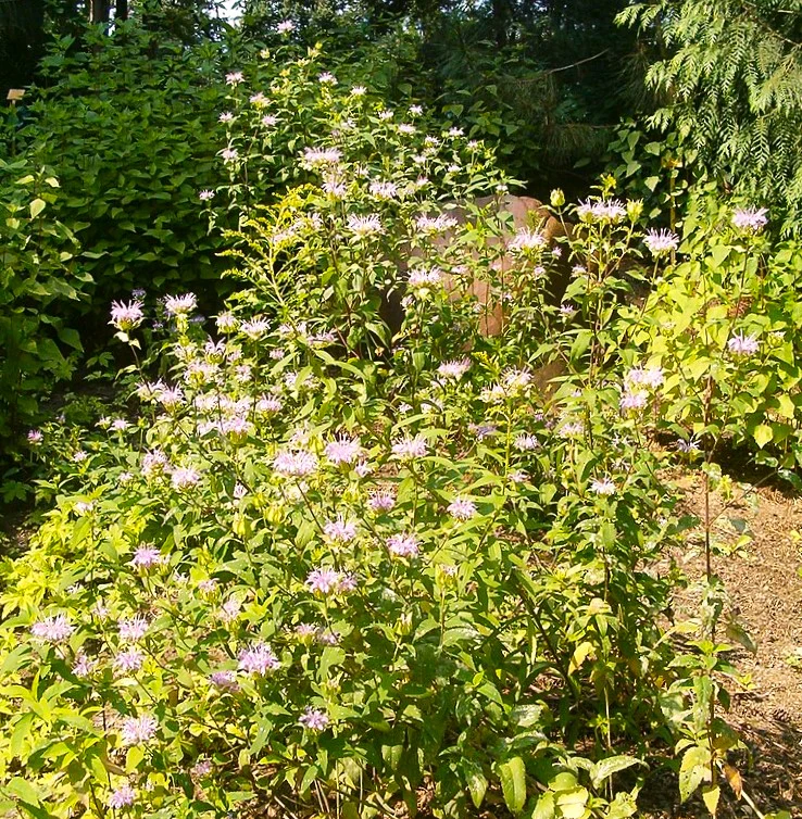 Bee Balm (Wild Bergamot) - Image 8