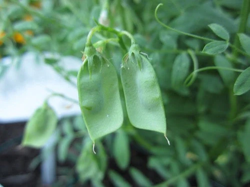 Black Lentil - Image 2