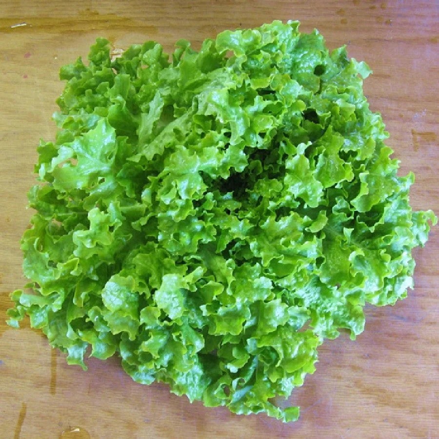 Black Seeded Simpson Green Leaf Lettuce - Image 3