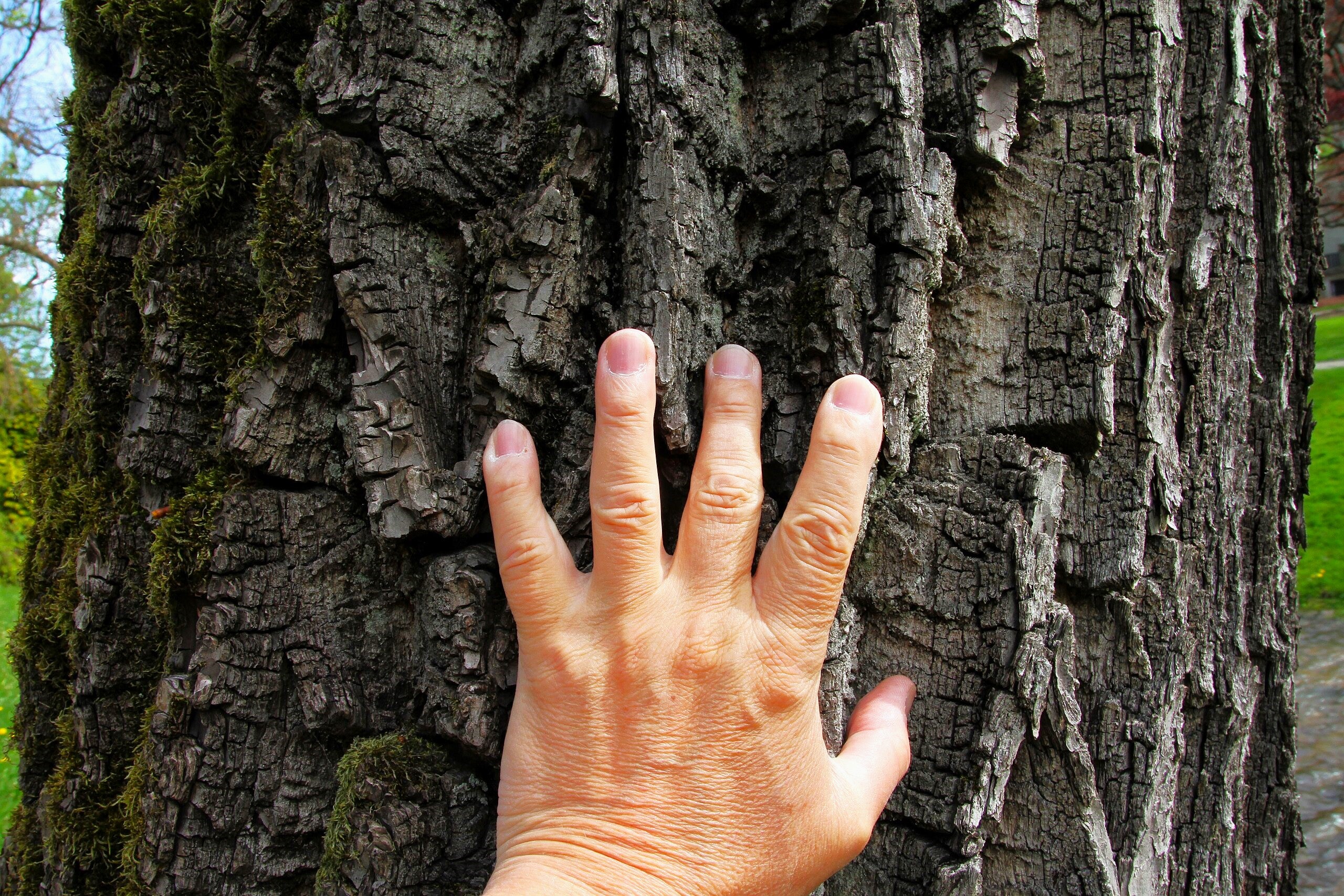 Black Walnut Tree - Image 9