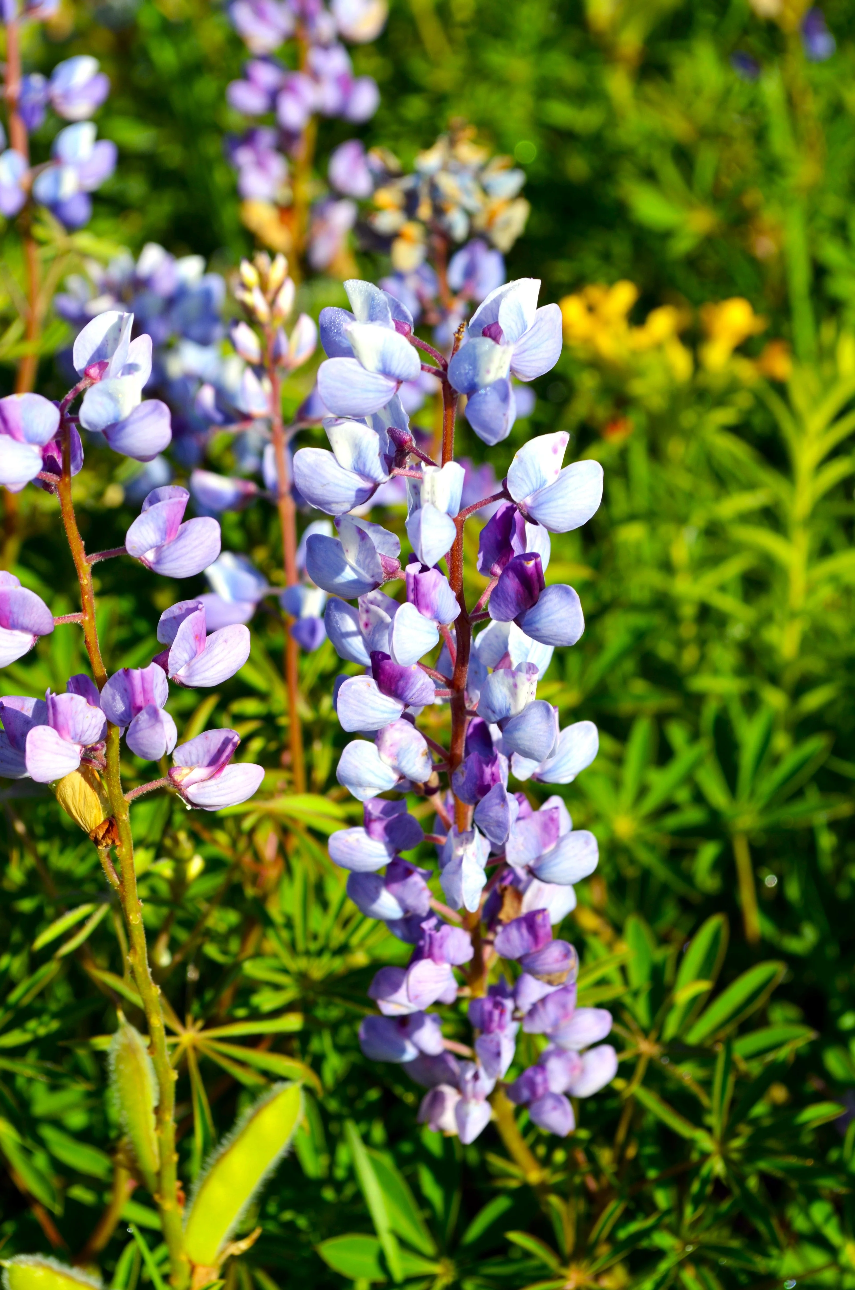 Blue Bonnet Perennial Lupine - Image 4