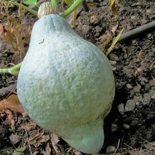 Blue Hubbard Squash