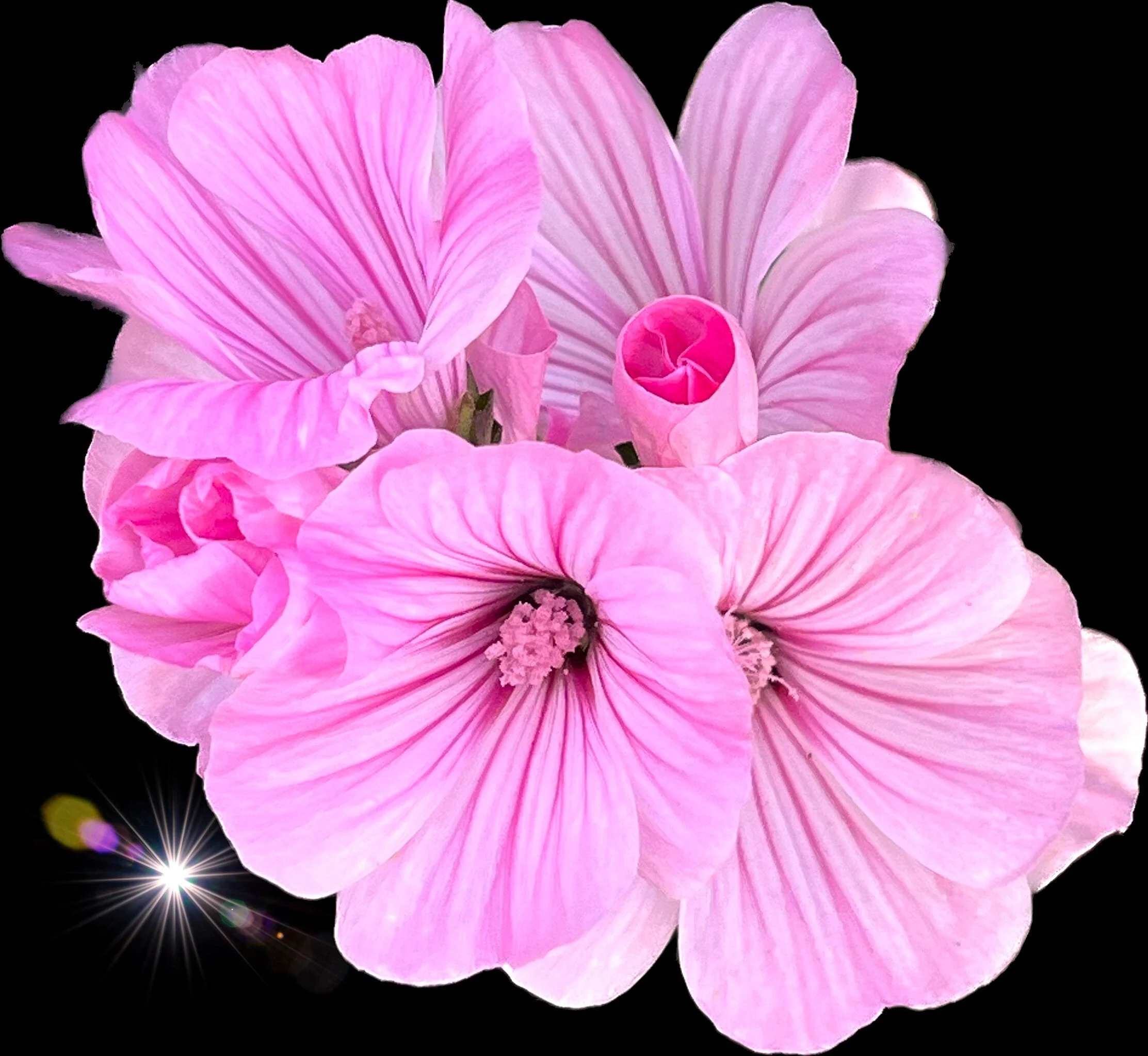 Blush Pink Regis Rose Mallow - Image 7