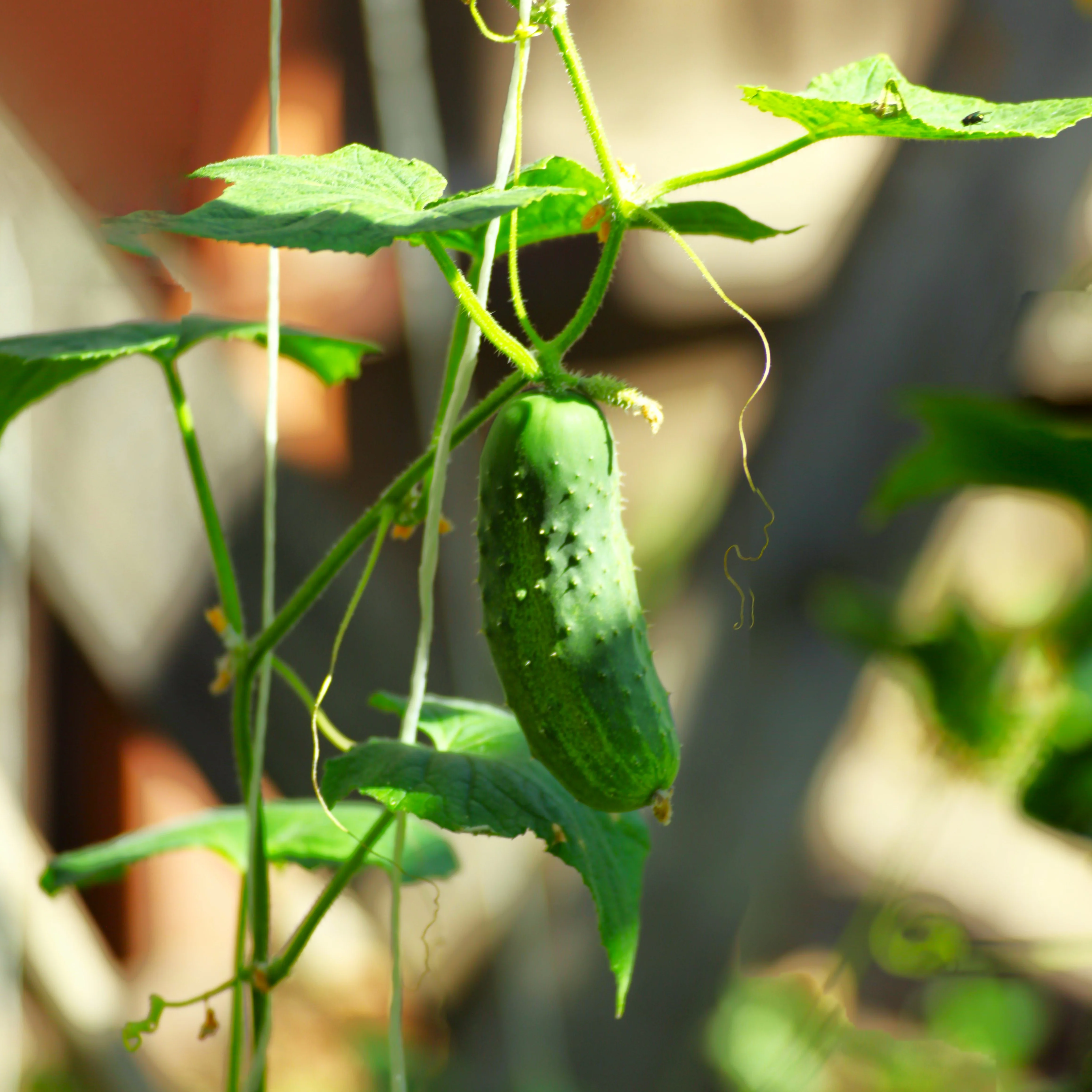 Boston Pickling Cucumber - Image 9