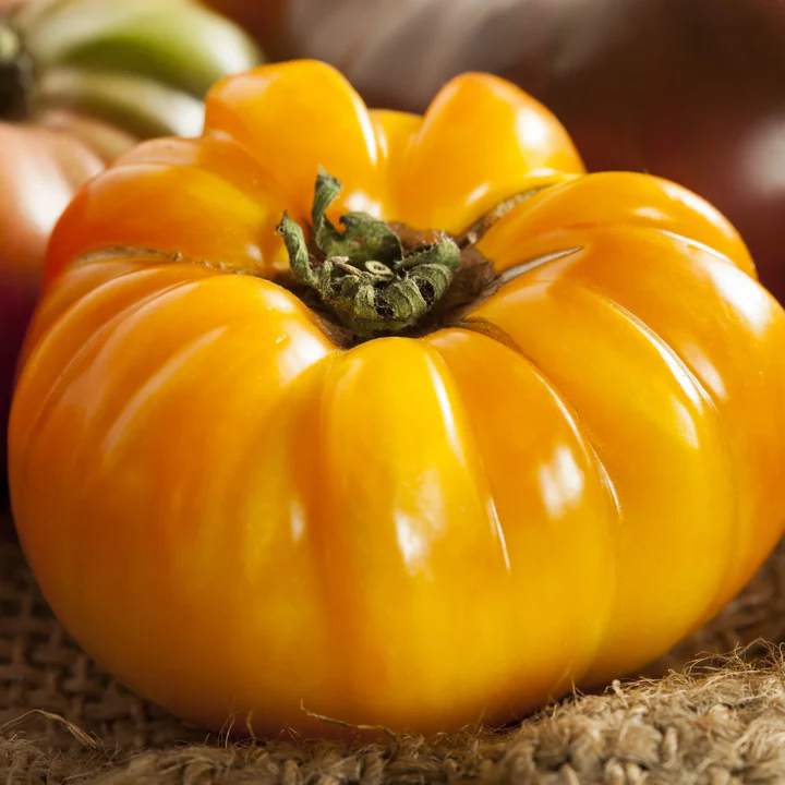 Yellow Brandywine Tomato - Image 3