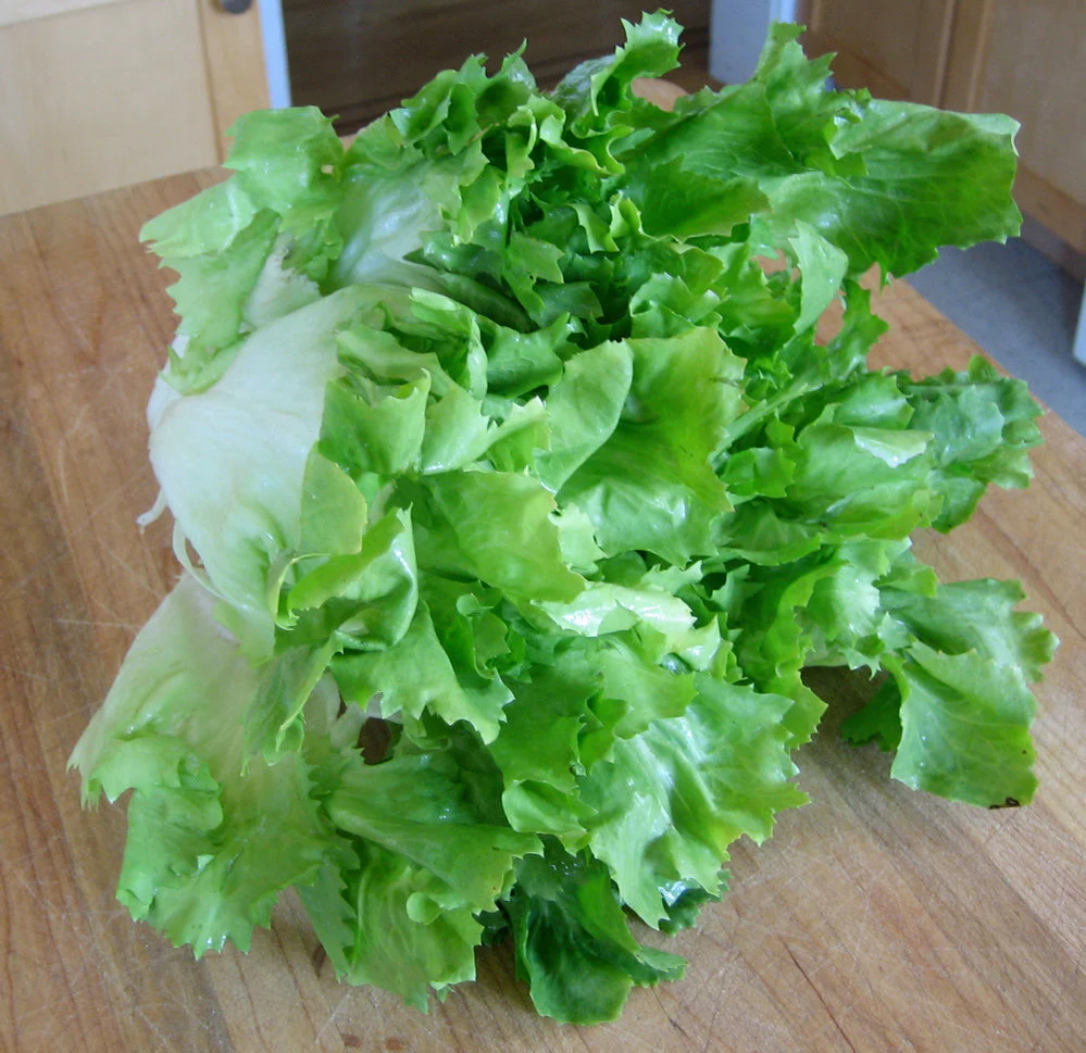 Broadleaf Batavian Endive - Image 2