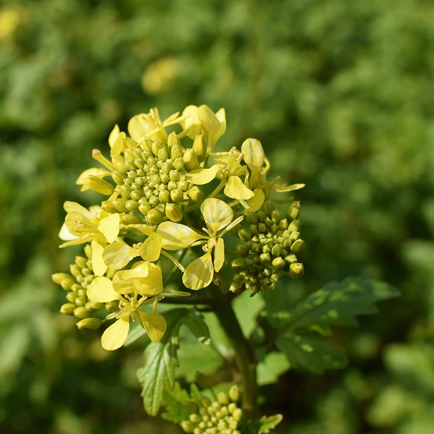Spicy Brown Mustard Green - Image 3