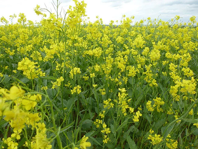 Spicy Brown Mustard Green - Image 4