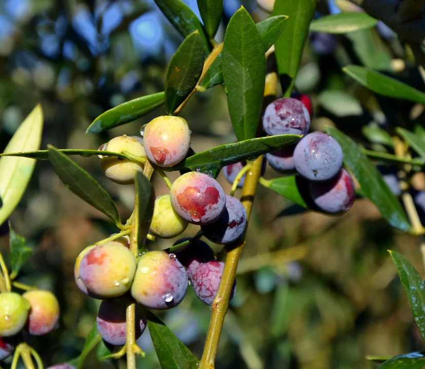 Canino Olive Tree - Image 3