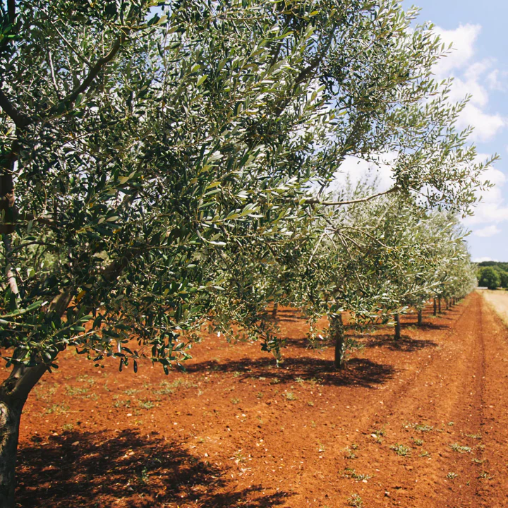 Canino Olive Tree - Image 8