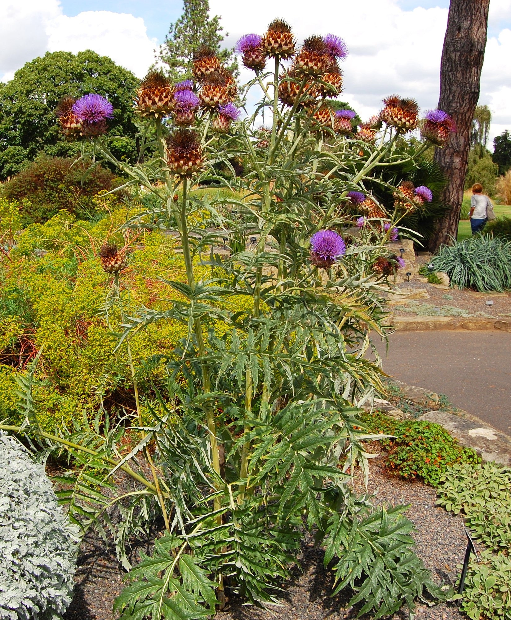 Cardoon - Image 3