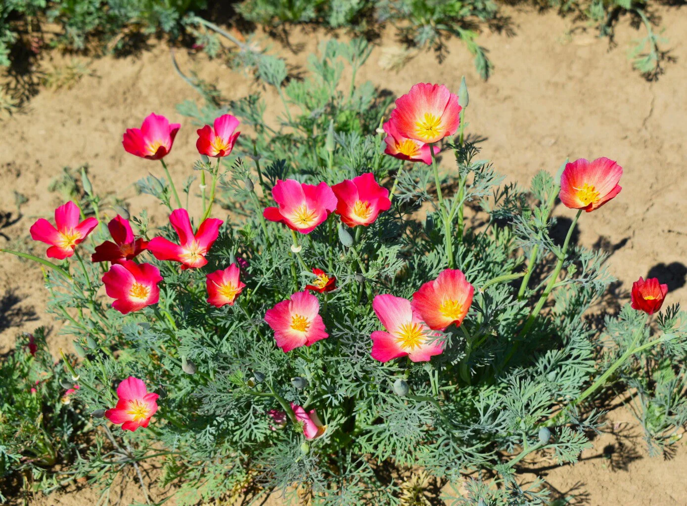 Carmine California Poppy - Image 5