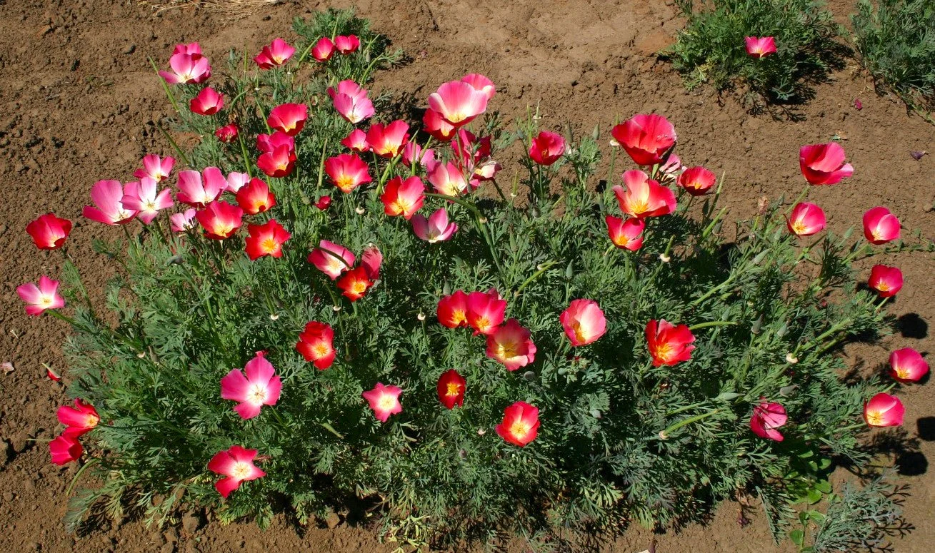 Carmine California Poppy - Image 7