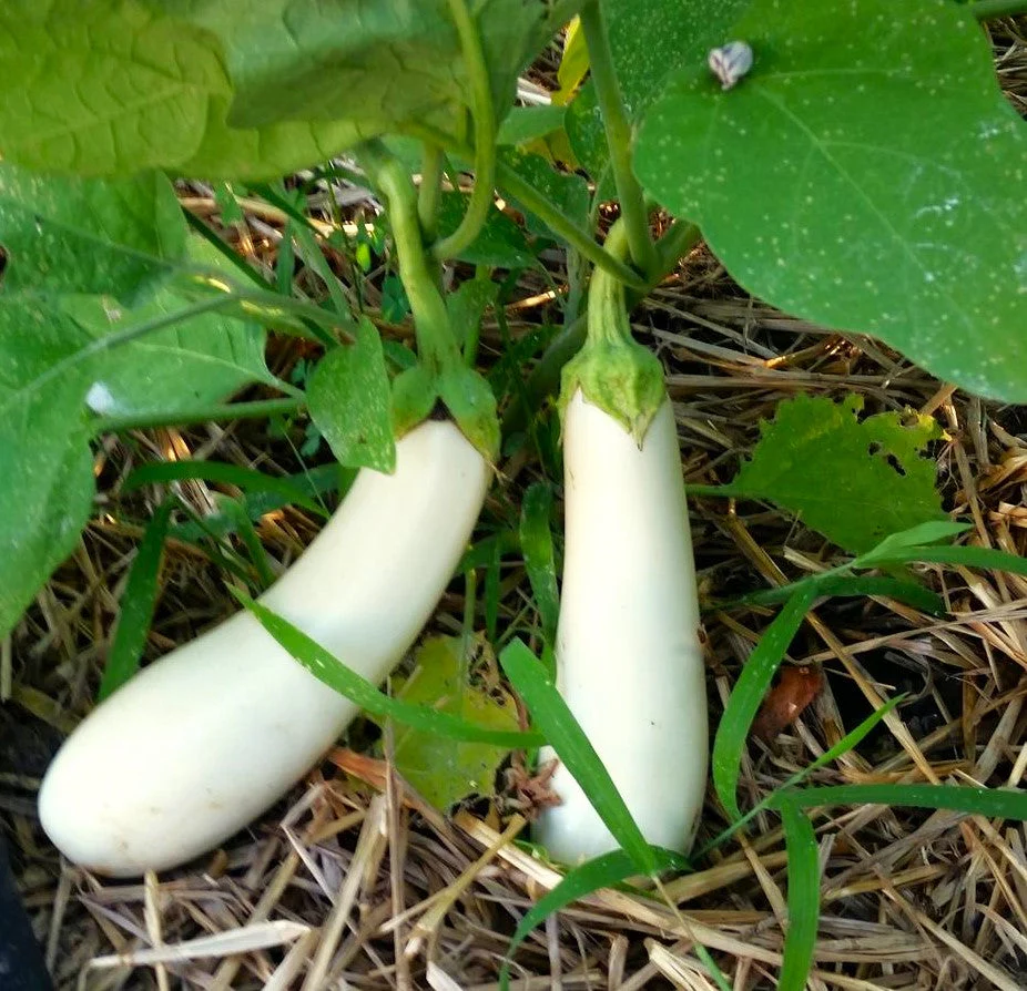 Casper White Eggplant - Image 3