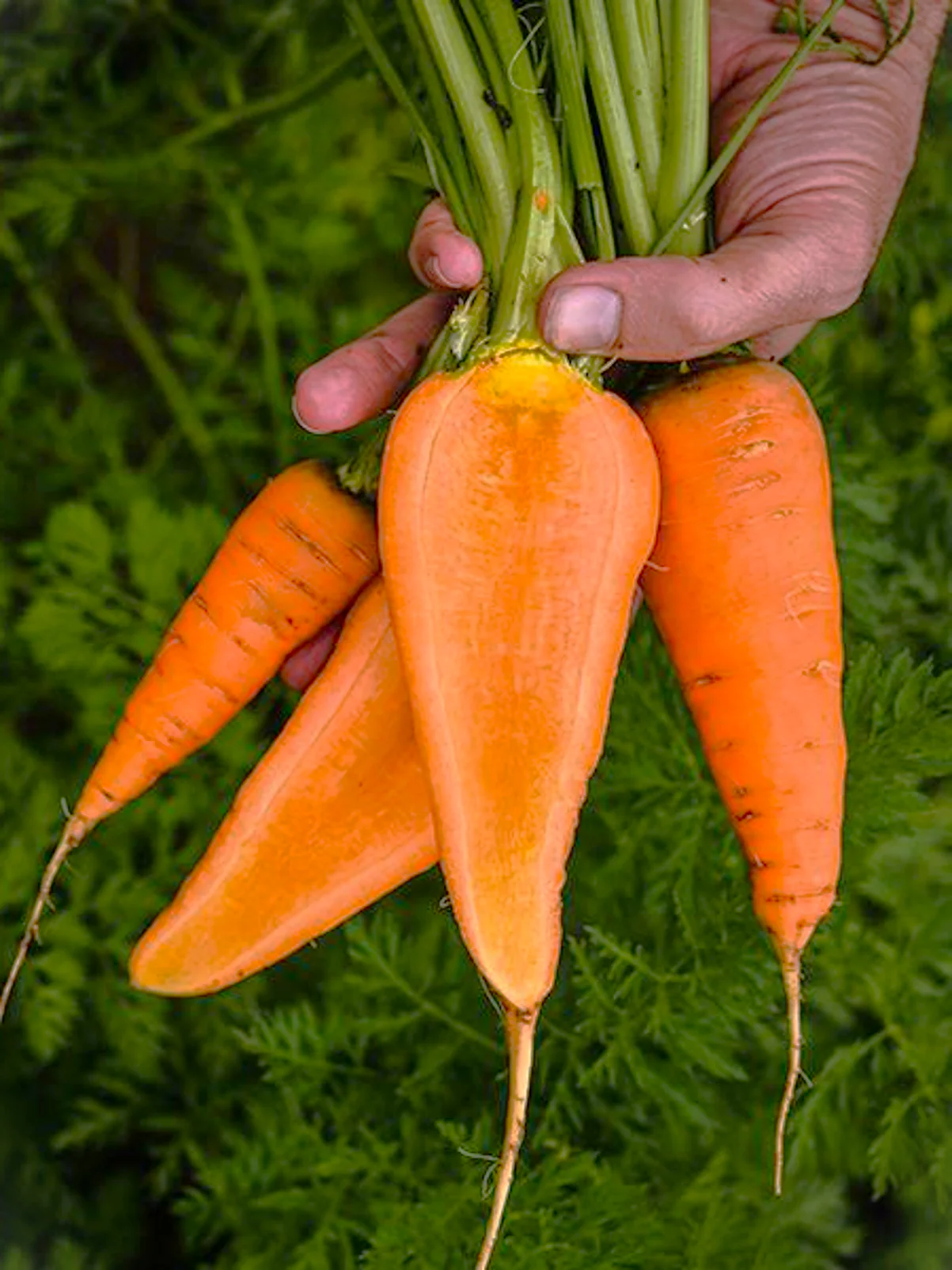 Chantenay Red Cored Carrot - Image 3