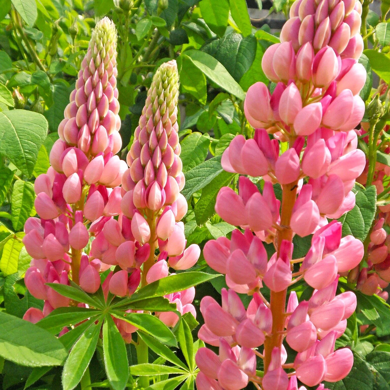 Chatelaine Pink Russell Lupine
