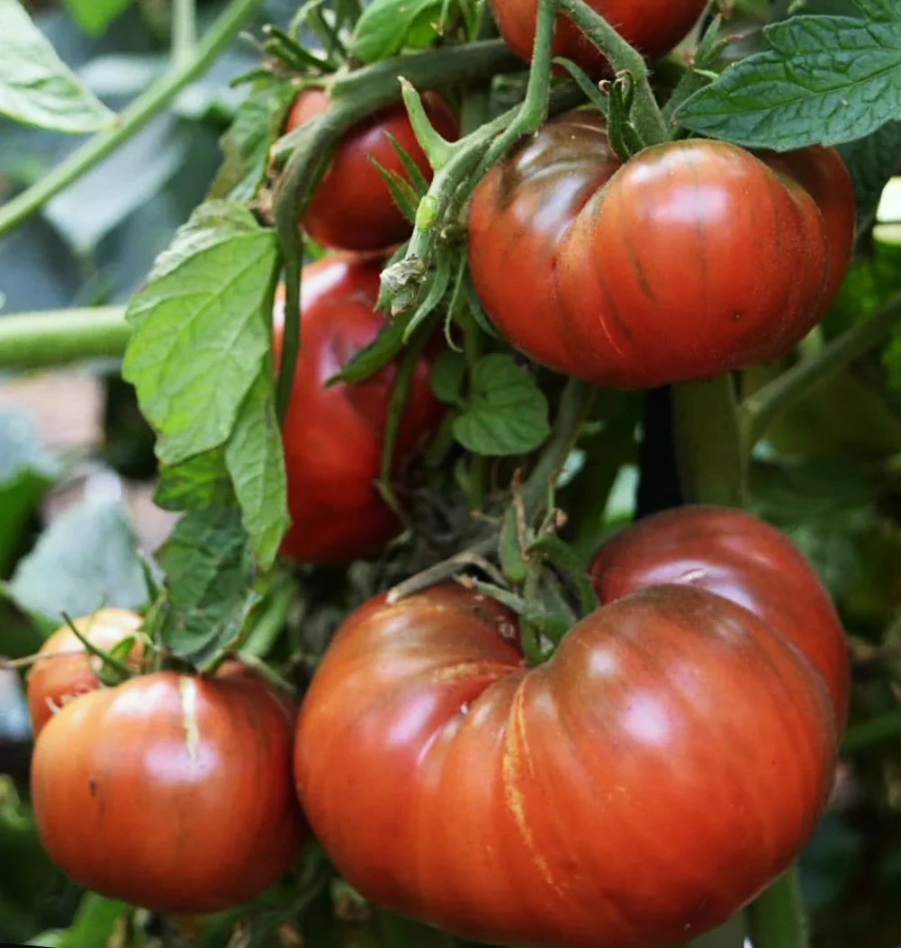 Cherokee Purple Tomato - Image 4