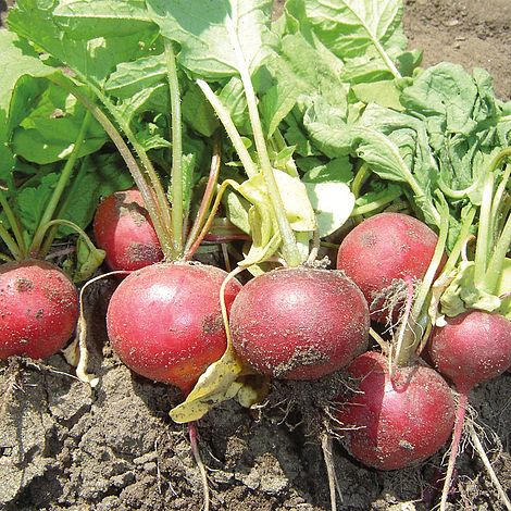 Cherry Belle Radish - Image 4