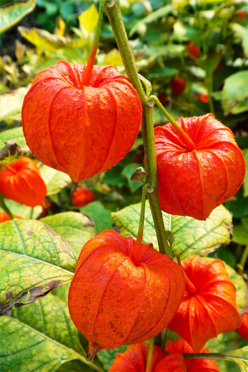 Chinese Lantern Plant - Image 7