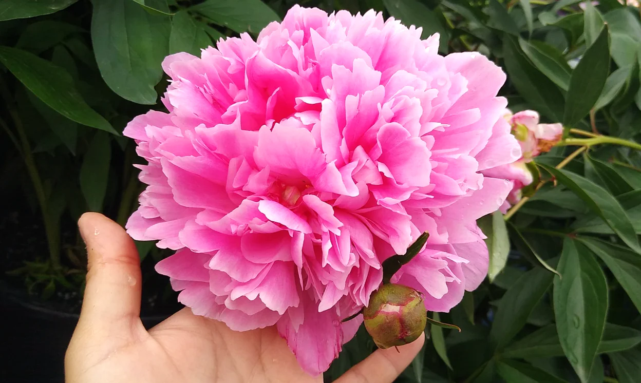Chinese Peony - Image 8