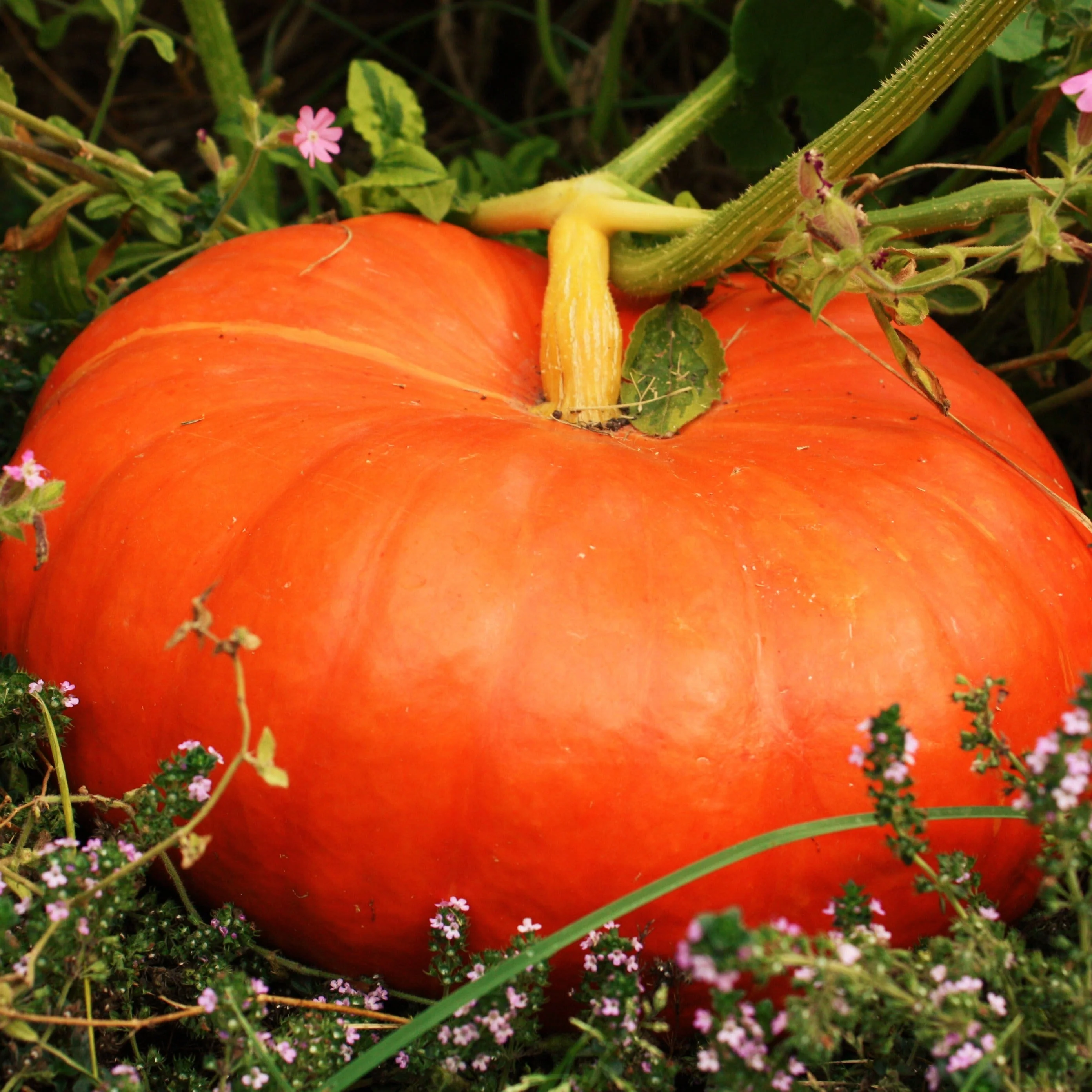 Cinderella Pumpkin