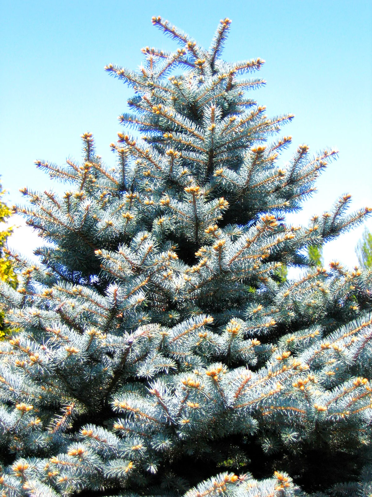Colorado Blue Spruce Tree - Image 2