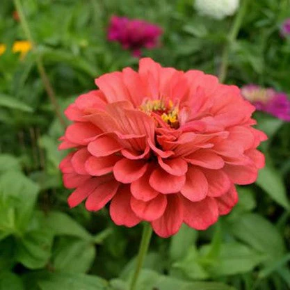 Coral Beauty Zinnia - Image 5