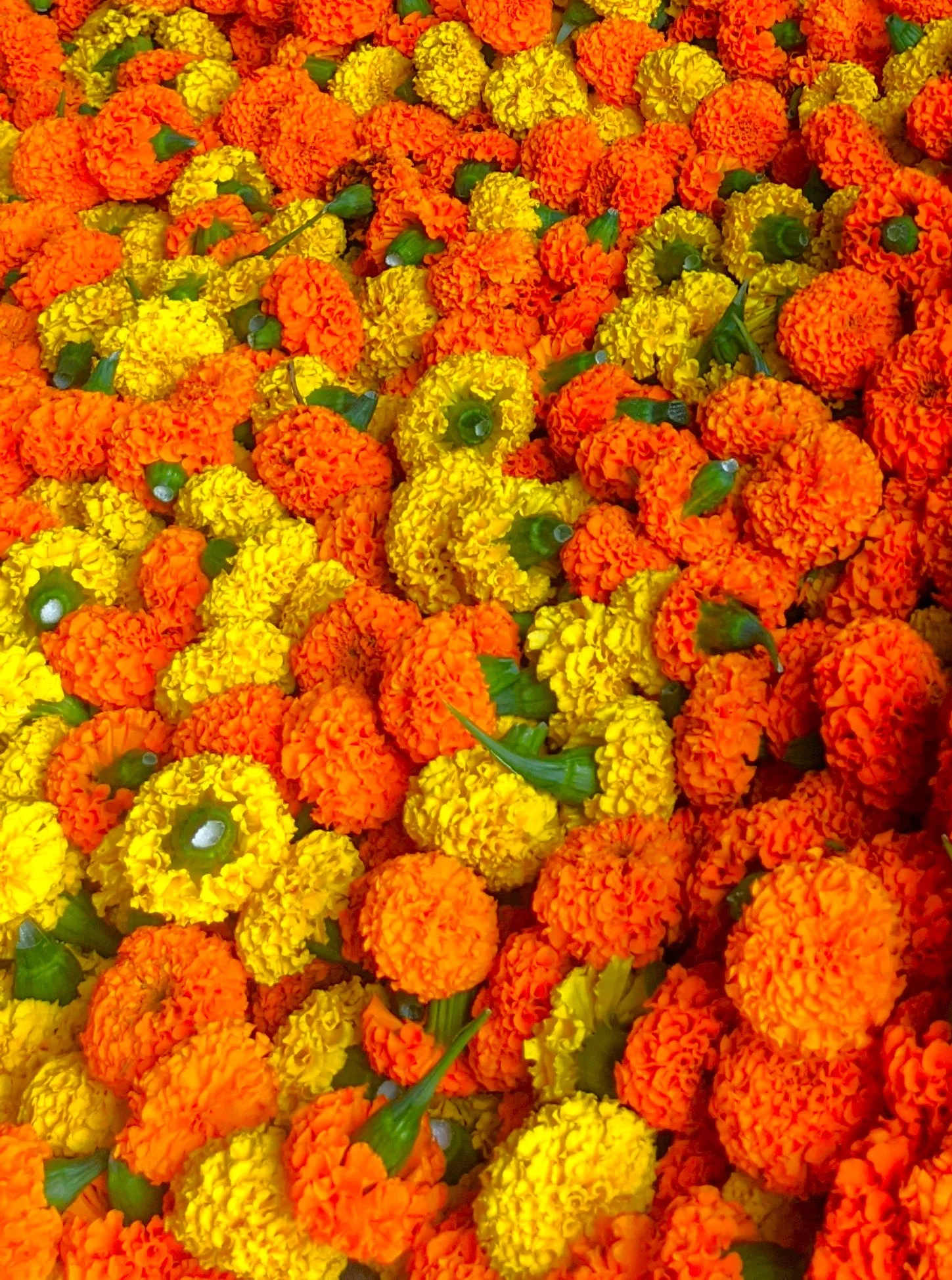 Cracker Jack Mix African Marigold - Image 4