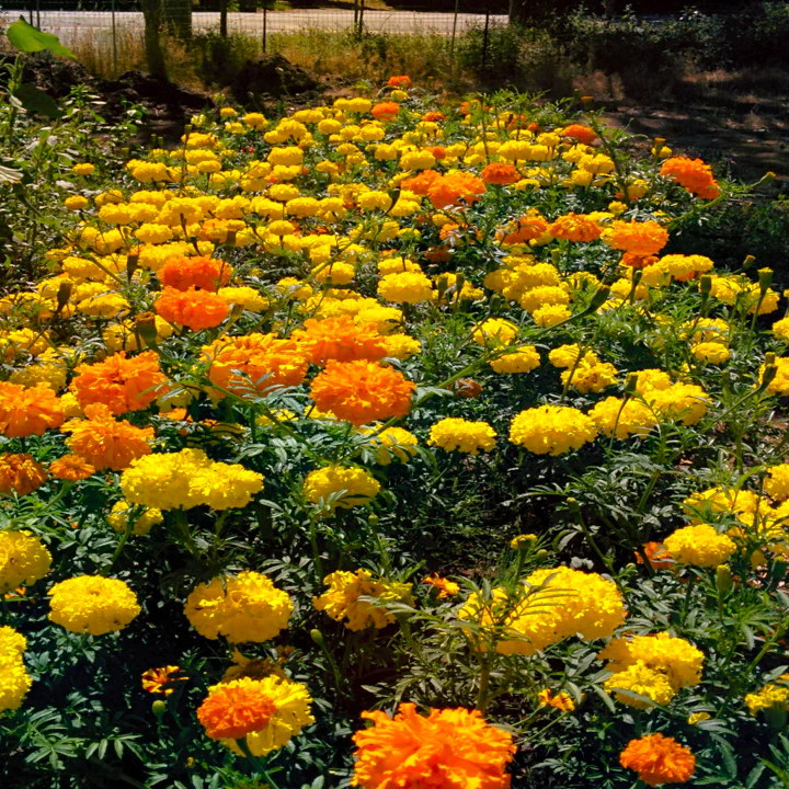 Cracker Jack Mix African Marigold - Image 7