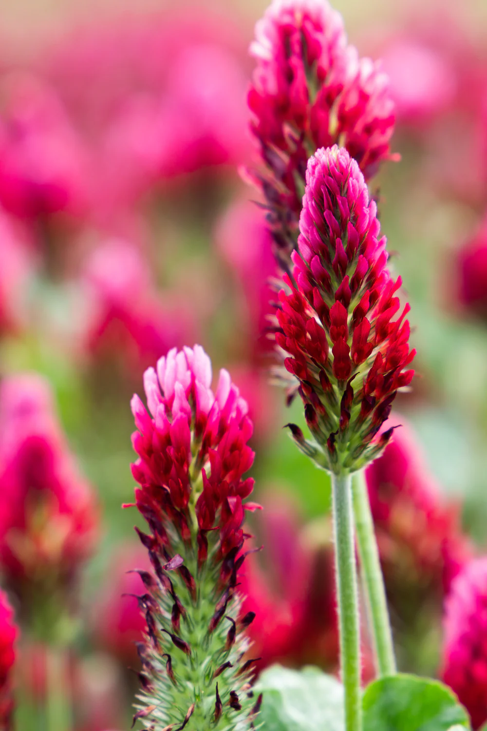 Crimson Clover - Image 7