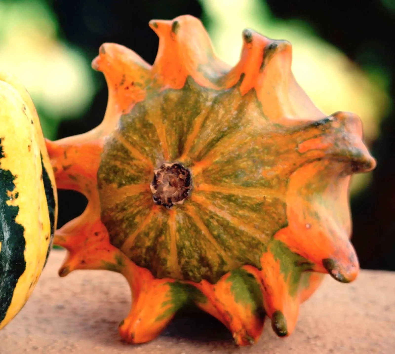 Crown of Thorns Ornamental Gourd - Image 4