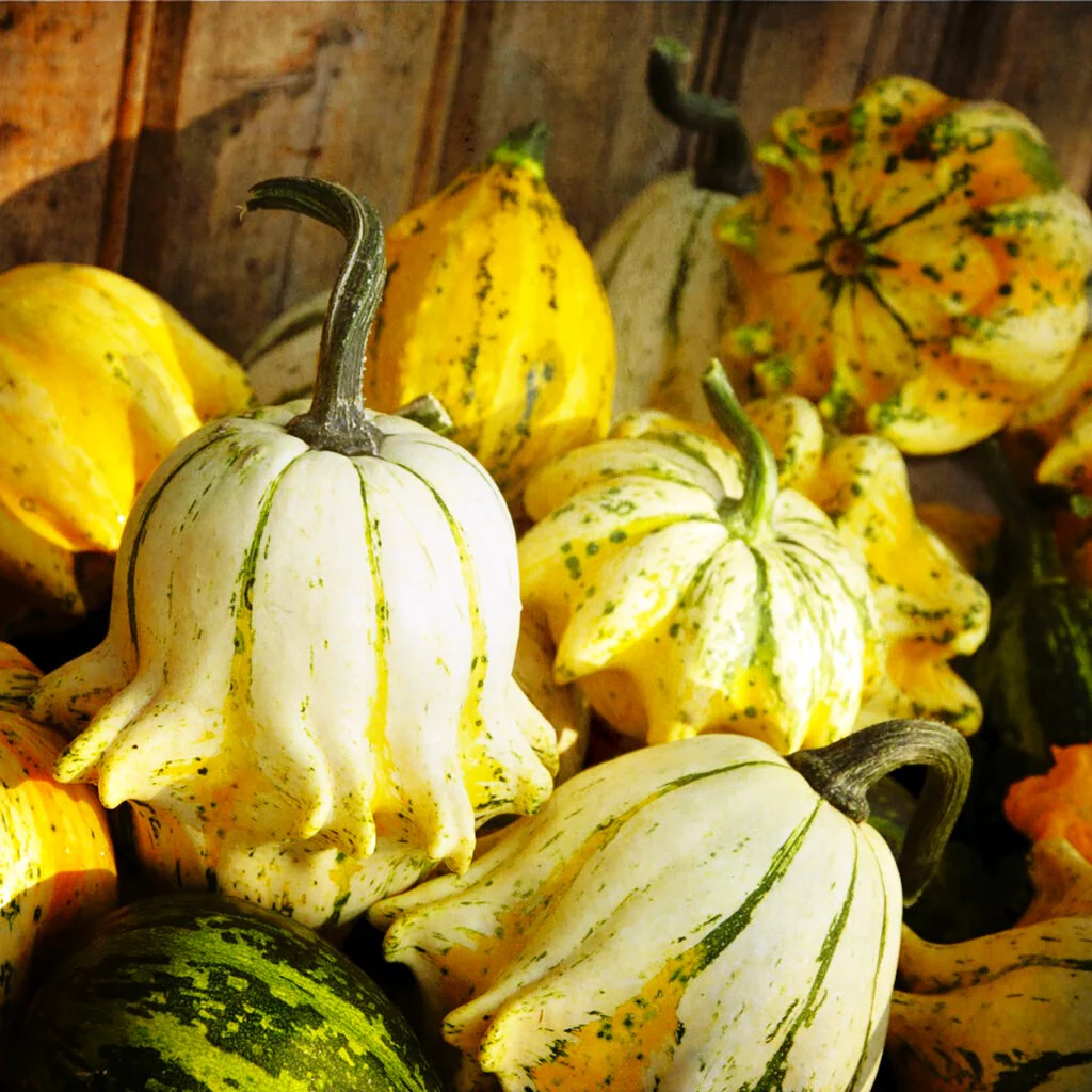 Crown of Thorns Ornamental Gourd - Image 9