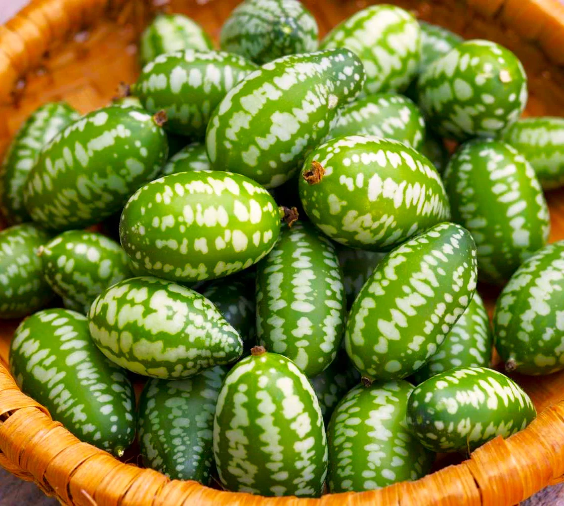 Cucamelon (Mexican Sour Gherkin) - Image 6