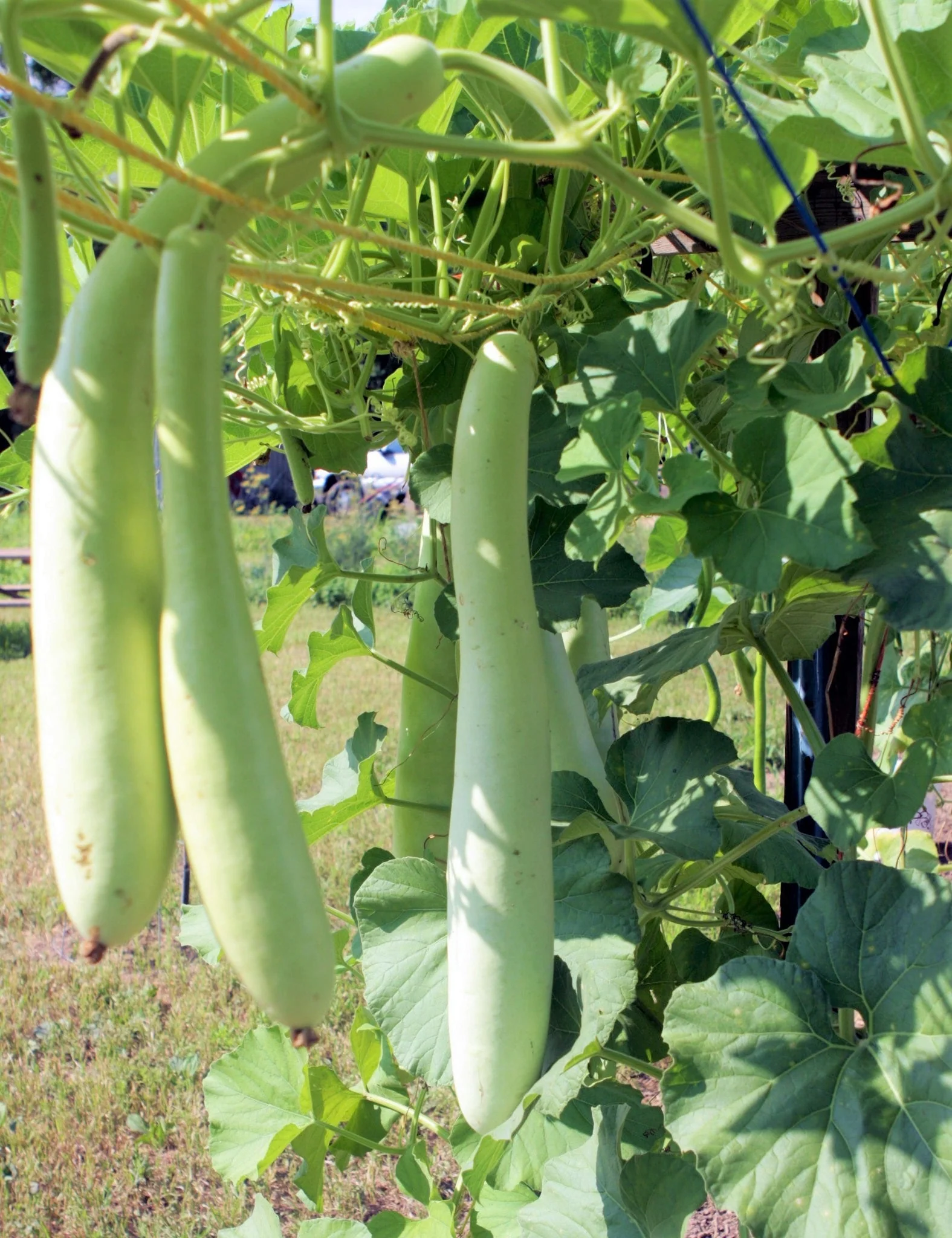 Cucuzza Squash - Image 3